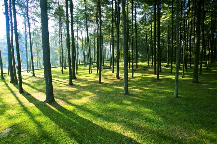 J9.COM实木颗粒选材